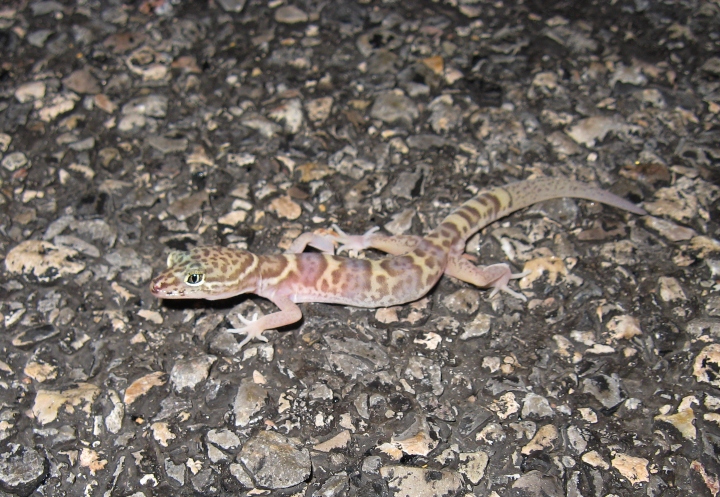 Desert Banded Gecko